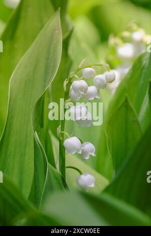 Europäische Maiglöckchen (Convallaria majalis), blühende, Deutschland, Bayern Stockfoto