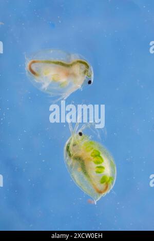 Großer Wasserfloh (vgl. Daphnia magna), von Algen besiedelt, Seitenansicht Stockfoto