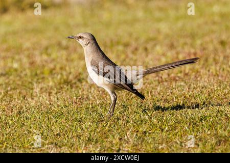 Nordmockingvogel (Mimus polyglottos), auf einem Rasen stehend, Seitenansicht, Deutschland, Bayern Stockfoto