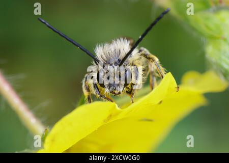 Langhörner Biene (Eucera spec.), männlich, Vorderansicht, Albanien Stockfoto