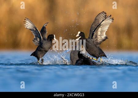 Schwarzer Hahn (Fulica atra), schwarze Hähnchen kämpfen im Wasser, Italien, Toskana Stockfoto