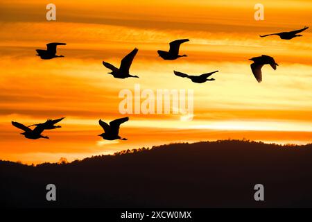 Rinderreiher, Buffreiher (Ardeola ibis, Bubulcus ibis), fliegende Truppe im Abendlicht, Silhouette, Italien, Toskana, Piana fiorentina; Stagno Stockfoto