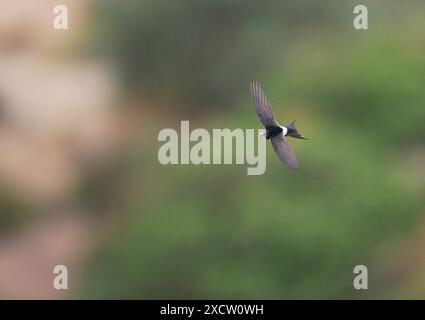 Weißrumpelfänger (Apus Caffer), fliegend, Spanien, Setefilla Stockfoto