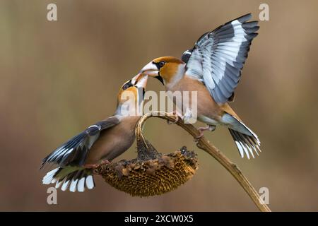 Hawfinch (Coccothraustes coccothraustes), zwei Hawfinken streiten über Essen auf einer getrockneten Sonnenblume, Seitenansicht, Italien, Toskana Stockfoto