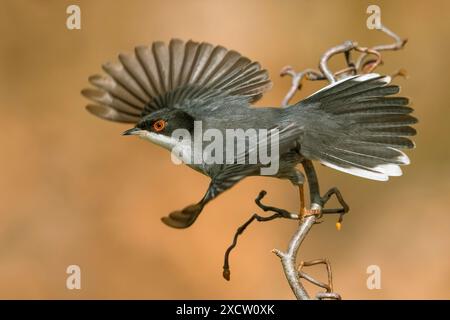 sardischer Gratler (Sylvia melanocephala), männlicher Abflug von einem Zweig, Seitenansicht, Italien, Toskana, Monte Morello, Vaglia; Sexten Fiorentino Stockfoto