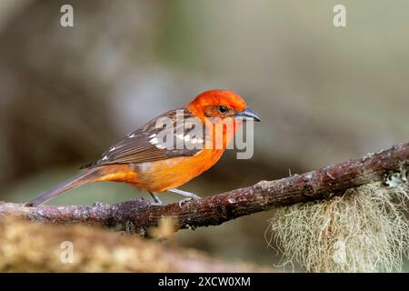 Flammenfarbener Tanager (Piranga bidentata), männlich sitzend auf einem Ast, Costa Rica, San Gerardo de Dota Stockfoto