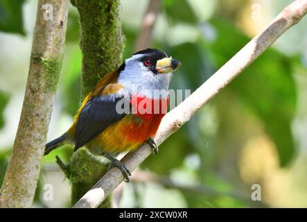 Der Tukan Barbet (Semnornis ramphastinus) befindet sich auf einem Ast am westlichen Hang der Anden in Ecuador Stockfoto