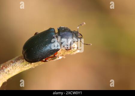 Platycerus cribatus, Blauhirschkäfer (Platycerus caraboides, Systenocerus cribatus, Platycerus cribatus), auf einem Ast sitzend, Deutschland Stockfoto