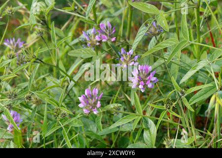 Arabische Stachelerbse, Stacheltrefoil, Stachelerbse (Bituminaria bituminosa), blühend, Kroatien Stockfoto