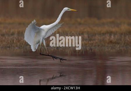 Großer Reiher, großer Weißreiher (Egretta alba, Casmerodius albus, Ardea alba), Landung im flachen Wasser, Seitenansicht, Italien, Toskana Stockfoto