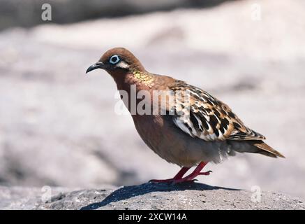 Galapagos-Taube (Zenaida galapagoensis), auf einem Felsen sitzend, Ecuador, Galapagos-Inseln Stockfoto