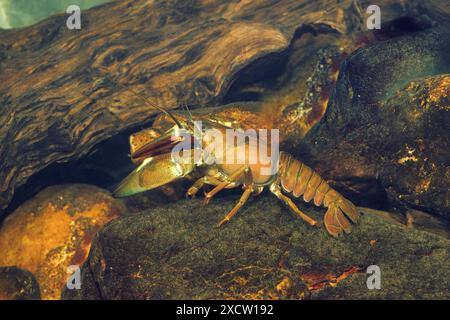 Signalkrebse (Pacifastacus leniusculus), männlich auf Flussschotter, Deutschland Stockfoto