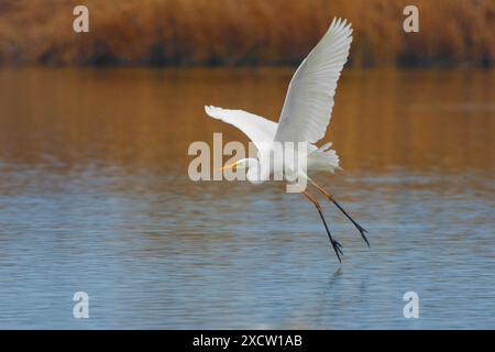 Großer Reiher, großer Weißreiher, gemeiner Reiher, großer Weißreiher (Egretta alba, Casmerodius albus, Ardea alba), Landung im Wasser, Seite Stockfoto