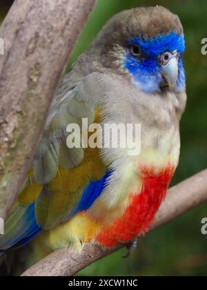 Wunderbarer, wunderbarer Großbluebonnet-Papagei in atemberaubender, lebendiger Schönheit. Stockfoto