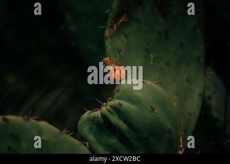 Stachelig scharfer Opuntia aciculata-Kakteen mit hellen kleinen orangen Blüten auf dunklem Hintergrund. Blühende Jahrhundertpflanze. Wüstenpflanzen in wilder Natur. Stockfoto