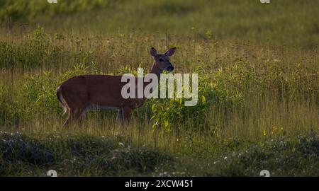 White-tailed doe in Nordwisconsin. Stockfoto