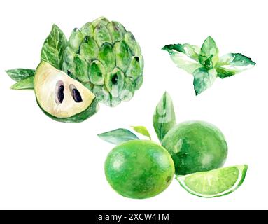Dieses Aquarellkunstwerk mit grünen Früchten und Kräutern ist ideal zum Kochen und Dekorieren Stockfoto