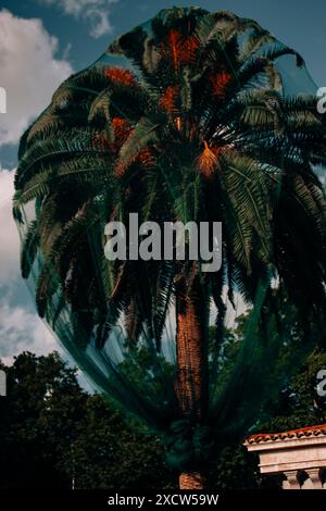 Grünes Schutznetz zum Schutz der Früchte auf einer Dattelpalme im botanischen Garten. Tropischer Baum mit grüner Laubkrone auf blauem Himmel. Stockfoto