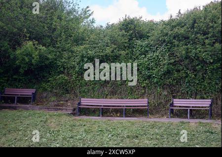 Drei leere Holzbänke vor einer großen Hecke Stockfoto
