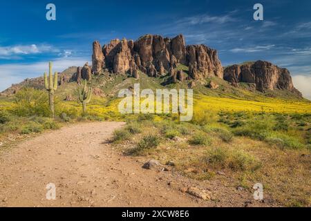 Blühender Brittlebush und Superstition Mountain in der Nähe von Phoenix, Arizona. Stockfoto