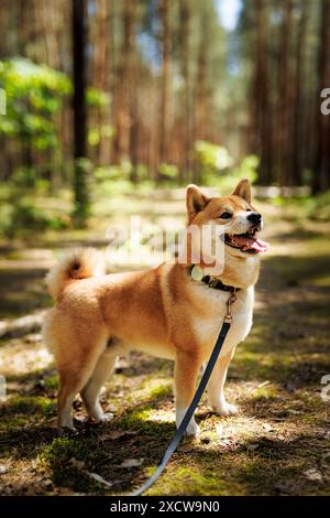 Ein fröhlicher Shiba Inu Hund steht an der Leine in einem sonnendurchfluteten Wald Stockfoto