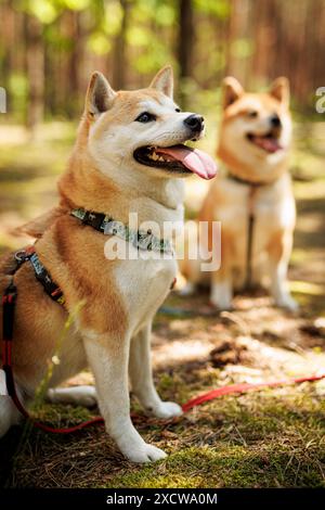 Ein fröhlicher Shiba Inu Hund steht an der Leine in einem sonnendurchfluteten Wald Stockfoto