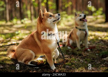 Ein fröhlicher Shiba Inu Hund steht an der Leine in einem sonnendurchfluteten Wald Stockfoto