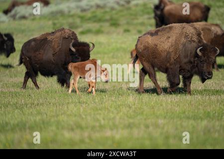 Bisonmutter und Kalb reisen zusammen im Yellowstone-Nationalpark Stockfoto