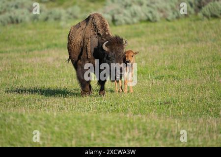 Bisonkalb steht neben seiner Mutter im Yellowstone-Nationalpark Stockfoto