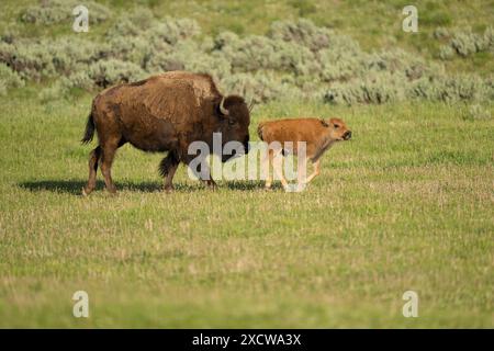 Bisonmutter und Kalb reisen zusammen im Yellowstone-Nationalpark Stockfoto