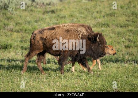 Bisonmutter und Kalb reisen zusammen im Yellowstone-Nationalpark Stockfoto