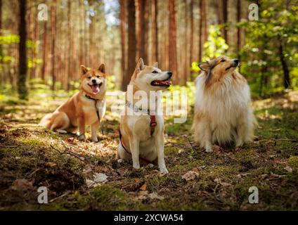 Drei Hunde in einem sonnigen Wald. Stockfoto