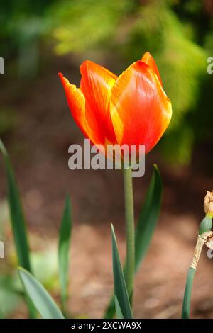 Darwin Hybrid Tulpe „Ad Rem“ Stockfoto