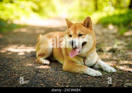 Ein fröhlicher Shiba Inu Hund steht an der Leine in einem sonnendurchfluteten Wald Stockfoto