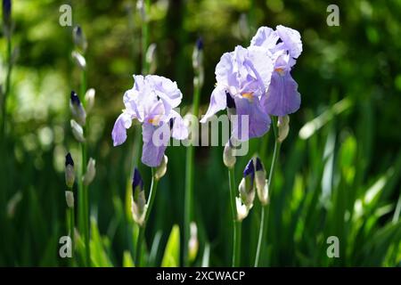 Hellviolette Bärtige Iris Stockfoto