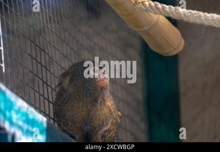 Eine Nahaufnahme eines in Gefangenschaft gehaltenen Zwergschürzchens, der nachdenklich in seinem Gehege sitzt. Die Szene zeigt die neugierige und kontemplative Natur des Tieres. Stockfoto