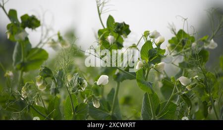 Aus nächster Nähe sehen Sie grüne Erbsenpflanzen in voller Blüte mit weißen Blüten, die Wachstum und natürliche Schönheit in einer Gartenumgebung symbolisieren. Stockfoto