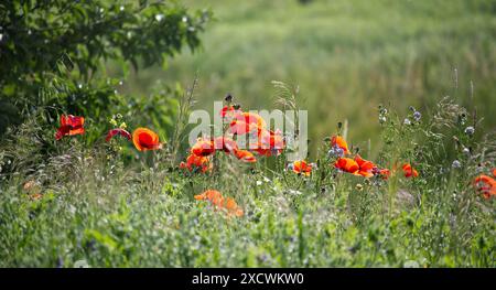 Saftig grüne Wiese mit leuchtend roten Mohnblumen in voller Blüte. Fängt das Wesen des Frühlings und die Schönheit der Natur ein. Stockfoto