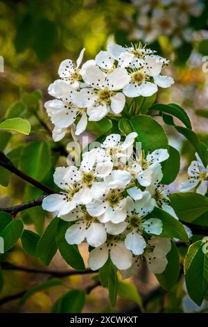 Wilder Birnenbaum in Blüte Stockfoto