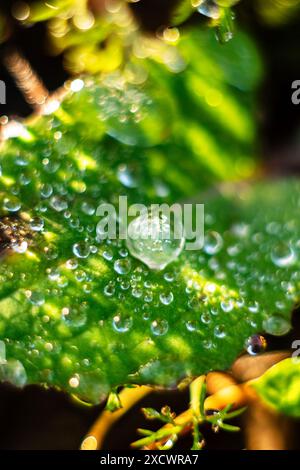 Die frühe Sonne beleuchtet die Tautropfen auf dem grünen Dill. Unscharfer Hintergrund. Stockfoto