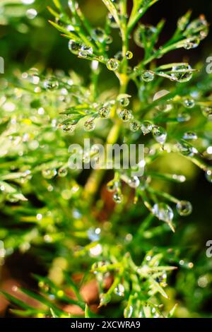 Die frühe Sonne beleuchtet die Tautropfen auf dem grünen Dill. Unscharfer Hintergrund. Stockfoto