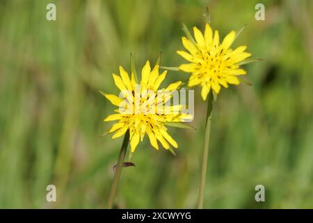 Nahaufnahme der Blumen von Tragopogon pratensis, Jack-go-to-bed-at-12, Wiese Schwarzwurz, auffälliger Ziegenbart, Wiese Ziegenbart. Verblasster grüner Hintergrund. Stockfoto