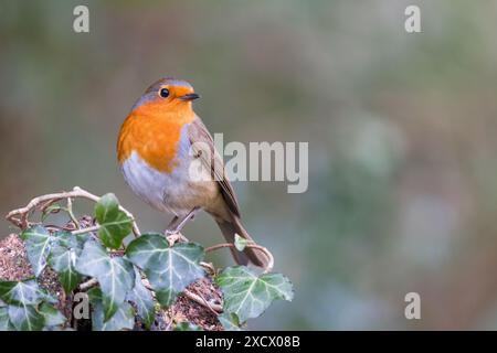 Rotkehlchen [ Erithacus rubecula ] auf Efeustumpf Stockfoto