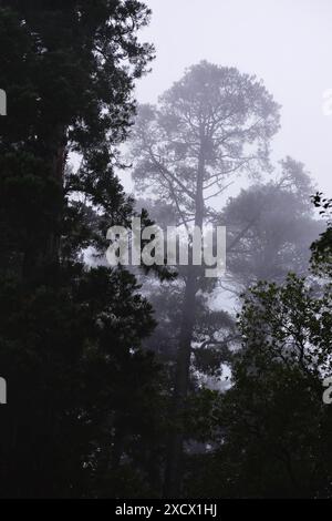 Eine hohe Kiefer im Nebel, eingerahmt von zwei noch deutlich sichtbaren Nadelbäumen, Kiefernnadeln und Äste, Stämme in Katoomba, den Blue Mountains Stockfoto