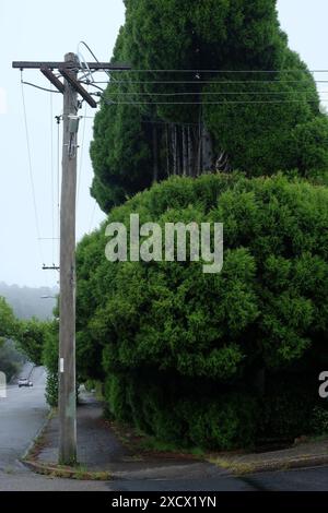 Strommasten und Stromleitungen, die an hohen Nadelbäumen vorbei sind, die stark zurückgeschnitten wurden, um Stromleitungen in einer Vorstadtstraße in Katoomba zu ermöglichen Stockfoto