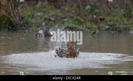 Stockenten [ Anas platyrhynchos ] weibliche Ente, die im Teich plätschert Stockfoto