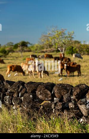 Kühe stehen hinter einem felsigen Zaun, Chiriqui, Panama - Stockfoto Stockfoto