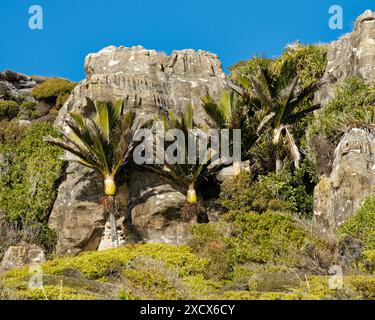 Karstkalksteinformationen in Kaihoka, Westküste der Golden Bay, Südinsel, Aotearoa / Neuseeland Stockfoto