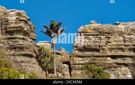 Karstkalksteinformationen in Kaihoka, Westküste der Golden Bay, Südinsel, Aotearoa / Neuseeland Stockfoto