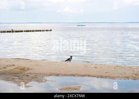 Blick auf den Badestrand am Stettiner Haff in Vorpommern nahe der polnischen Grenze. Die Region gehört noch zu den ruhigen Urlauberregionen in Mecklenburg-Vorpommern. Uckermeunde *** Blick auf den Strand am Stettiner Haff in Vorpommern nahe der polnischen Grenze die Region ist noch immer eine der ruhigen Urlaubsregionen in Mecklenburg-Vorpommern Uckermeunde Copyright: FrankxHormannx/xnordlicht Stockfoto